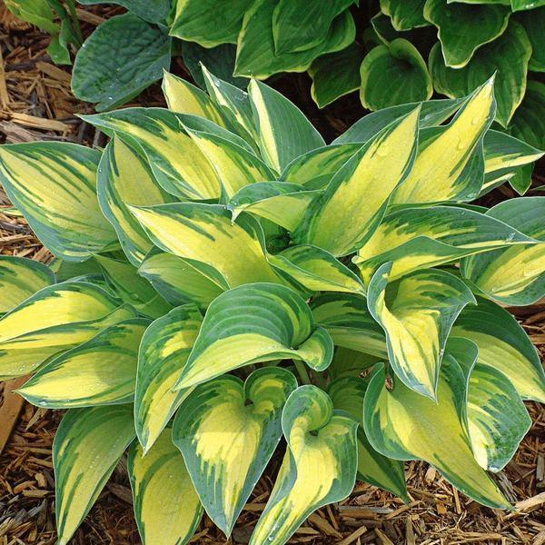 Hosta X June - View 12 from www redcrocus com