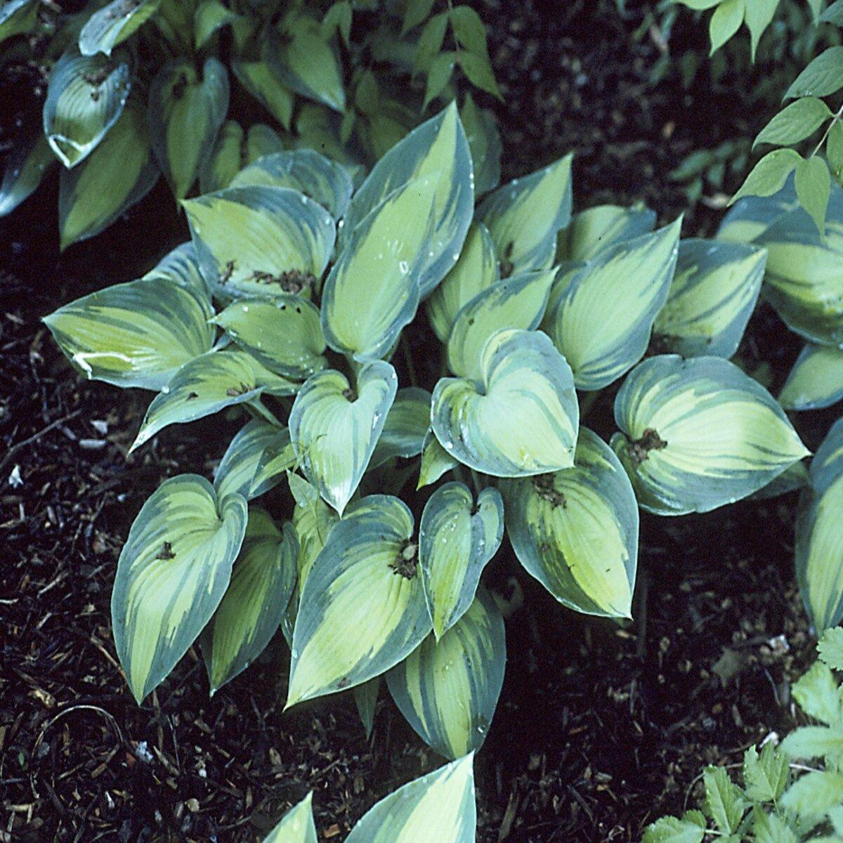 Hosta X June - View 13 from www redcrocus com