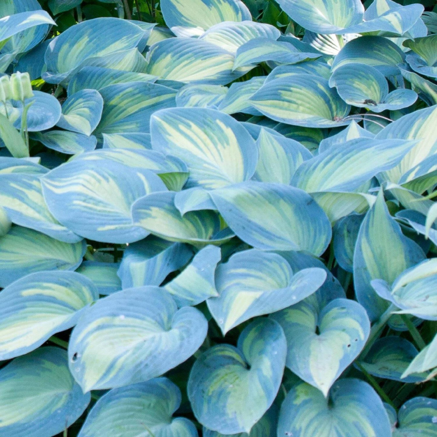 Hosta X June - View 15 from www redcrocus com