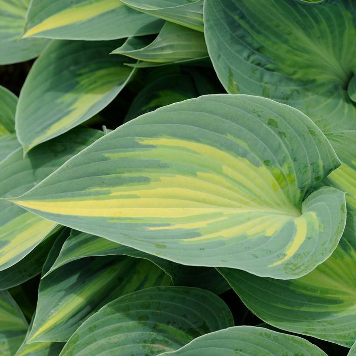 Hosta X June - View 16 from www redcrocus com