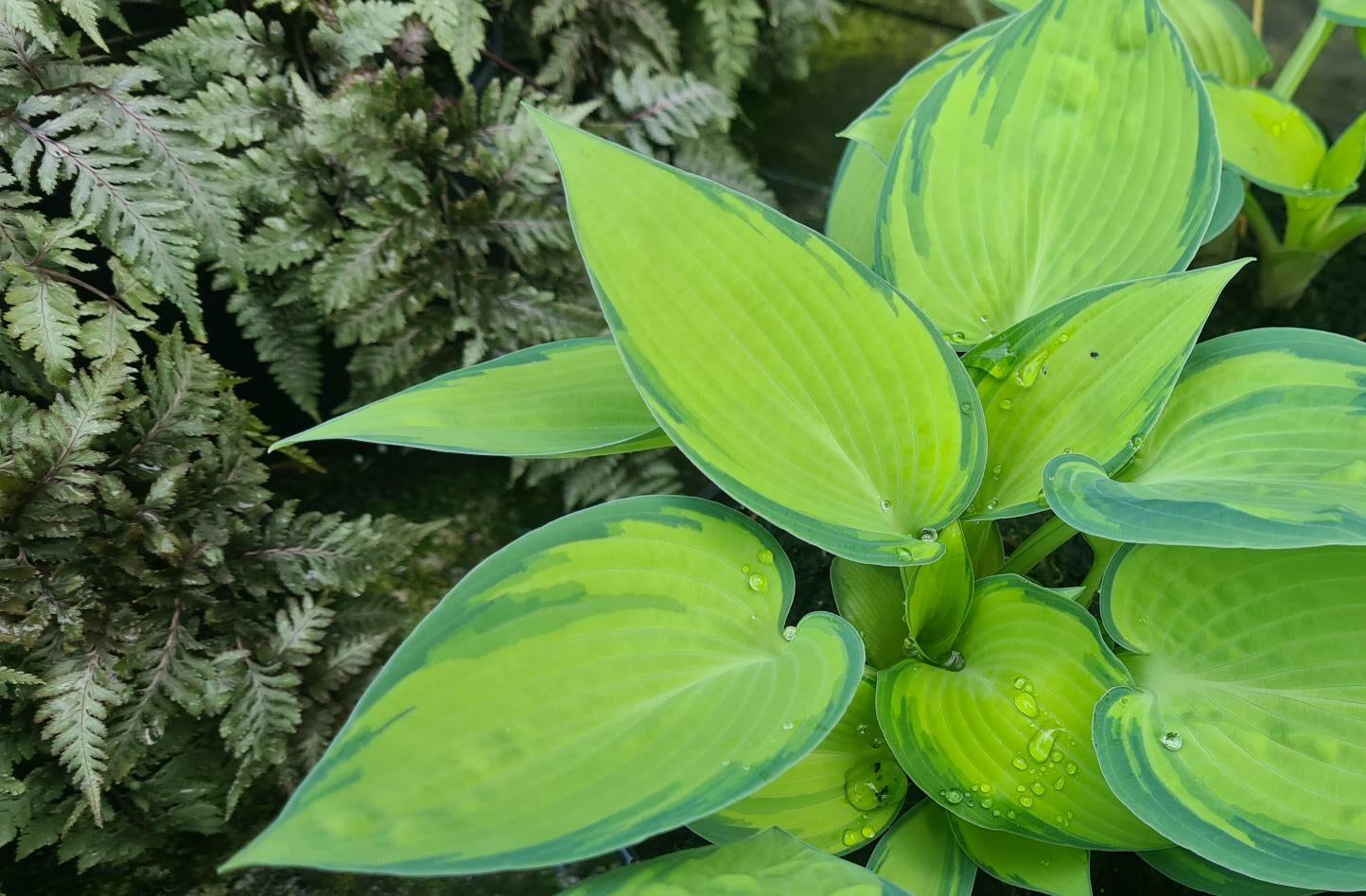Hosta X June - View 17 from www redcrocus com