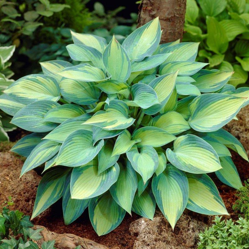 Hosta X June - View 2 from www redcrocus com