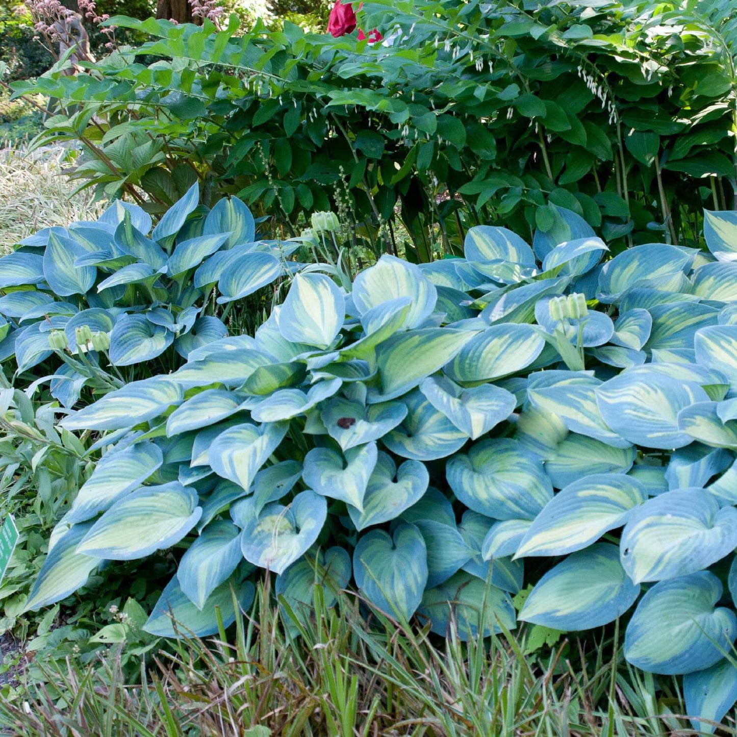 Hosta X June - View 3 from www redcrocus com