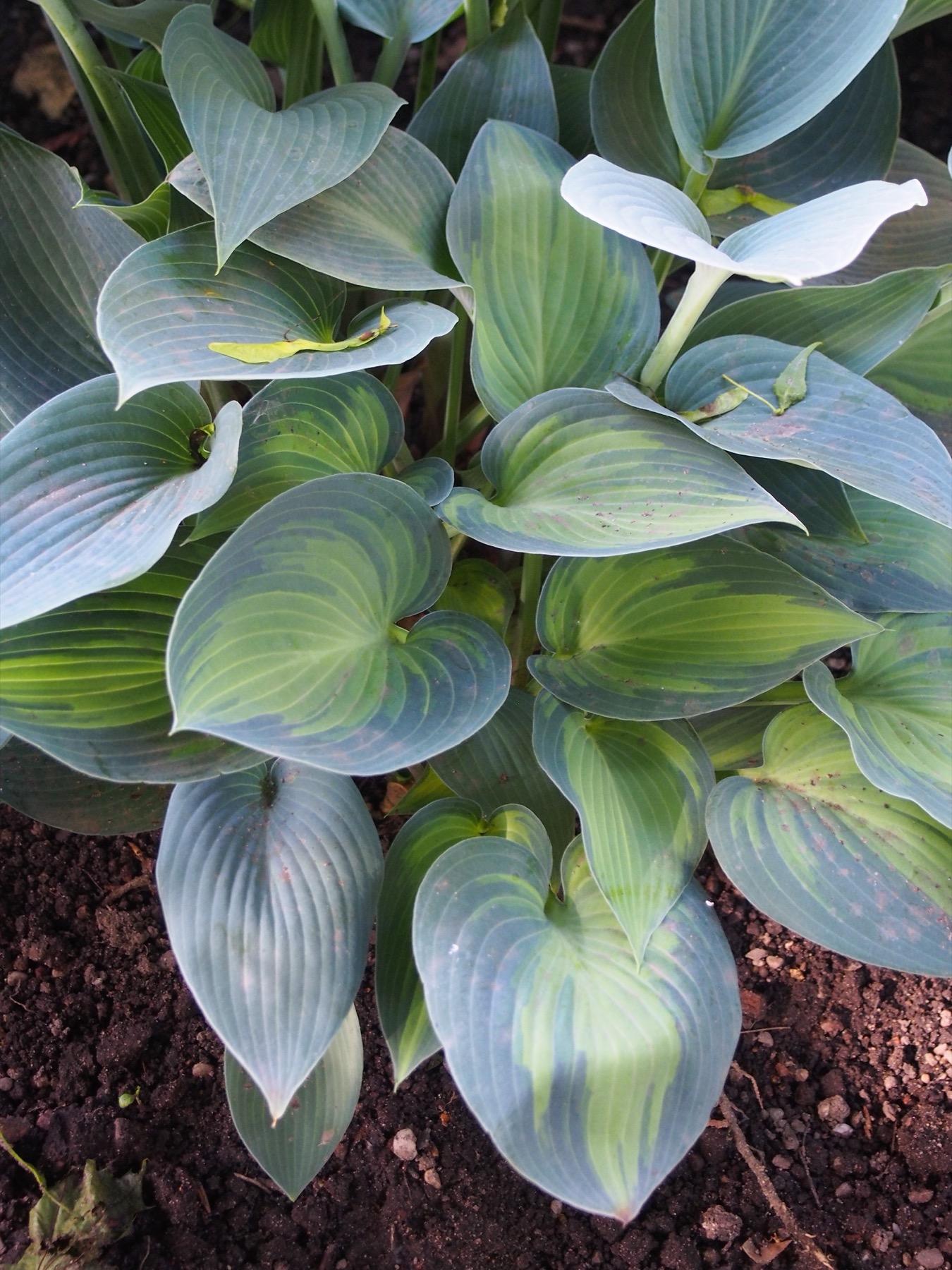 Hosta X June - View 4 from www redcrocus com