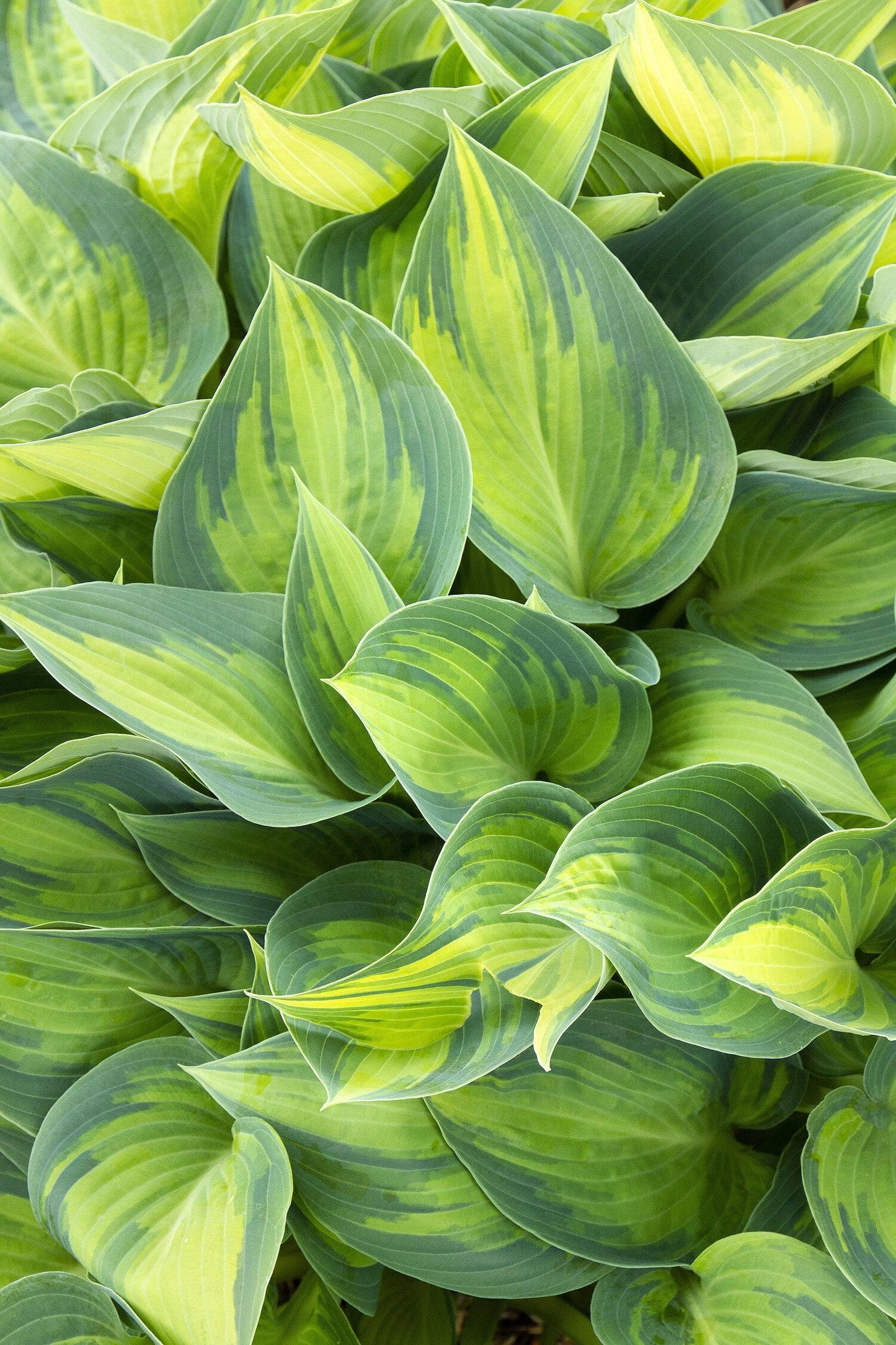 Hosta X June - View 5 from www redcrocus com