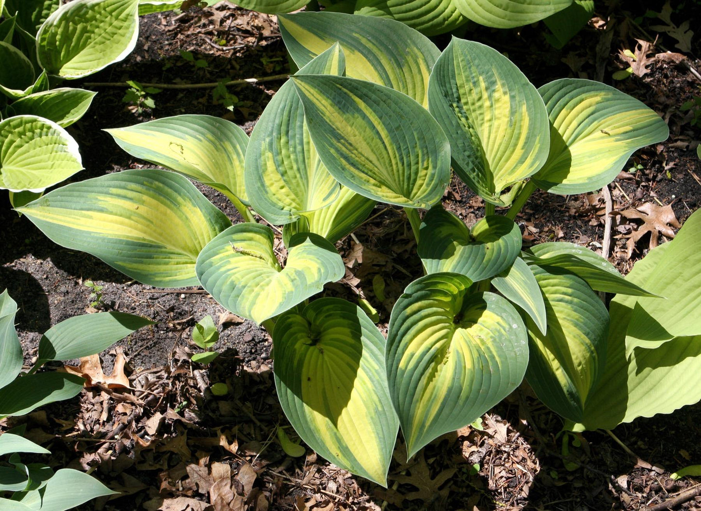 Hosta X June - View 6 from www redcrocus com