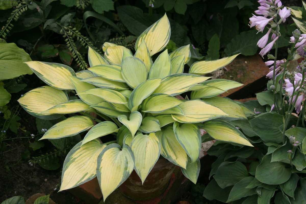 Hosta X June - View 8 from www redcrocus com