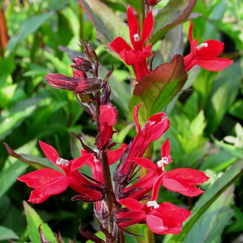 Lobelia X Speciosa Fan Scarlet - View 11 from www redcrocus com
