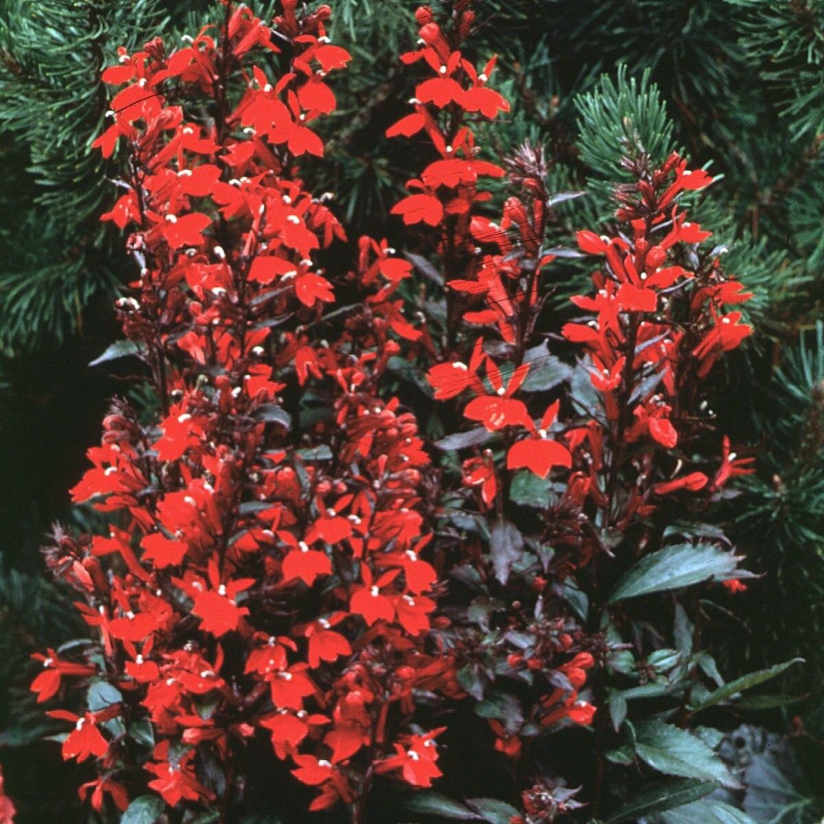 Lobelia X Speciosa Fan Scarlet - View 15 from www redcrocus com