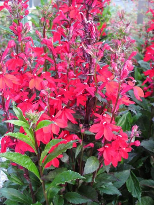 Lobelia X Speciosa Fan Scarlet - View 16 from www redcrocus com