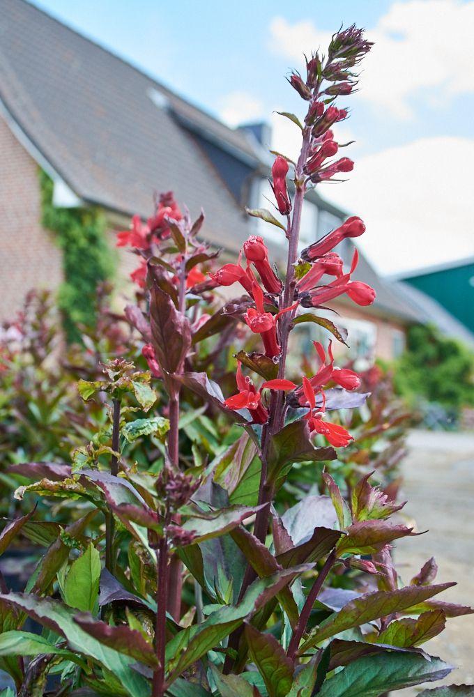 Lobelia X Speciosa Fan Scarlet - View 17 from www redcrocus com