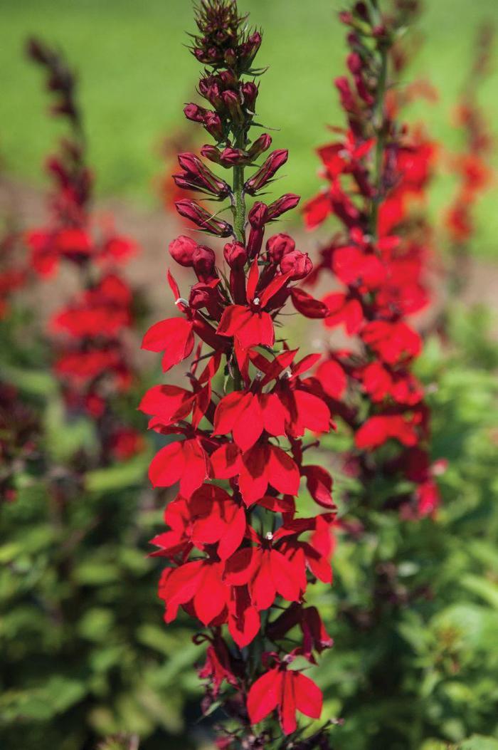 Lobelia X Speciosa Fan Scarlet - View 2 from www redcrocus com