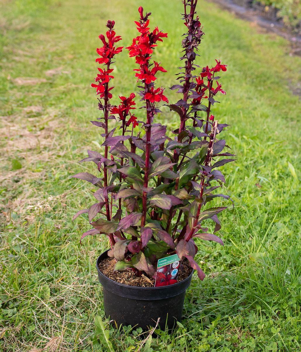 Lobelia X Speciosa Fan Scarlet - View 4 from www redcrocus com