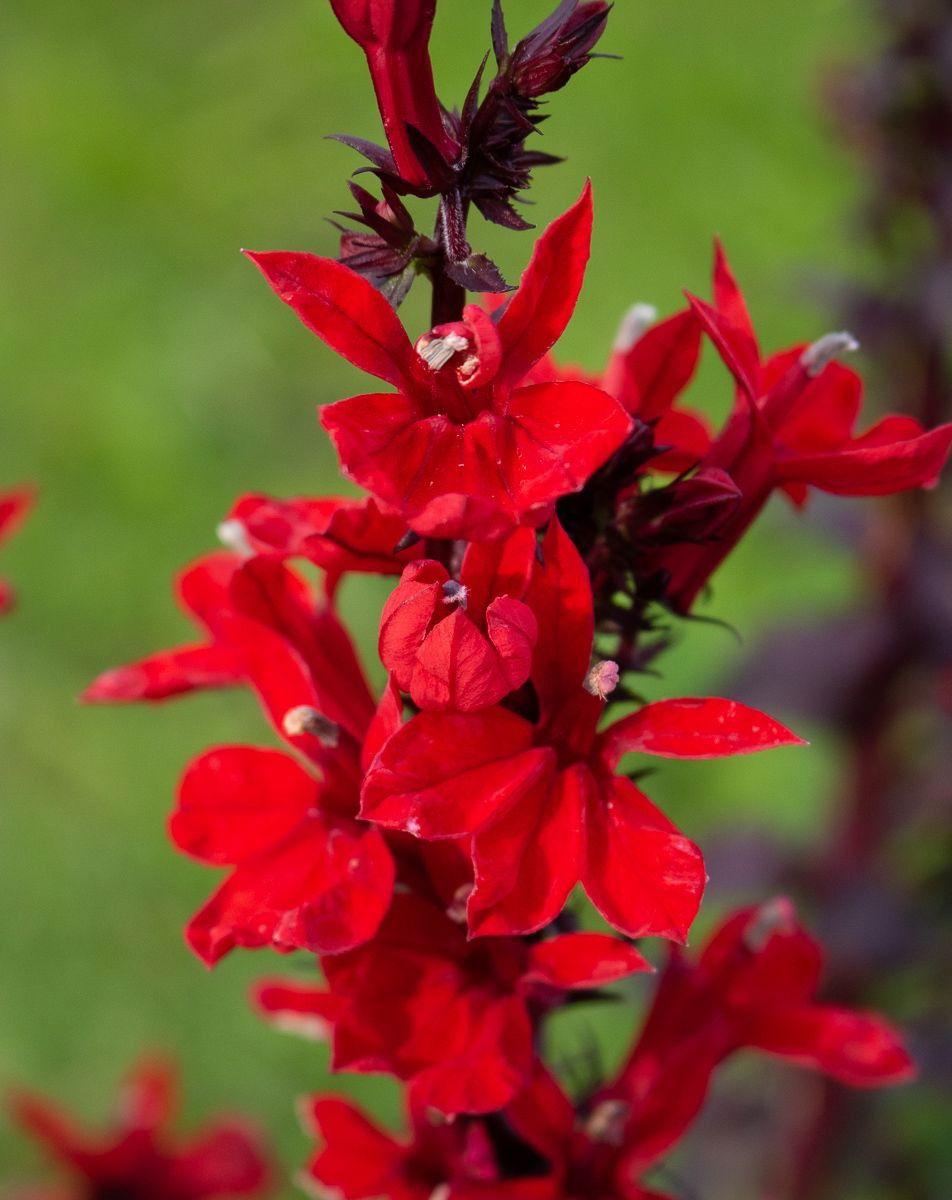Lobelia X Speciosa Fan Scarlet - View 5 from www redcrocus com