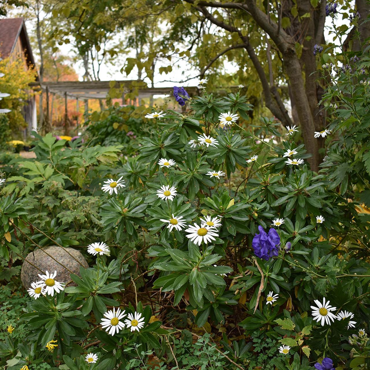 Nipponanthemum Nipponicum - View 11 from www redcrocus com