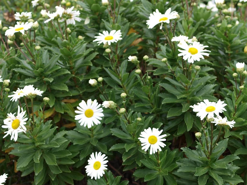 Nipponanthemum Nipponicum - View 13 from www redcrocus com