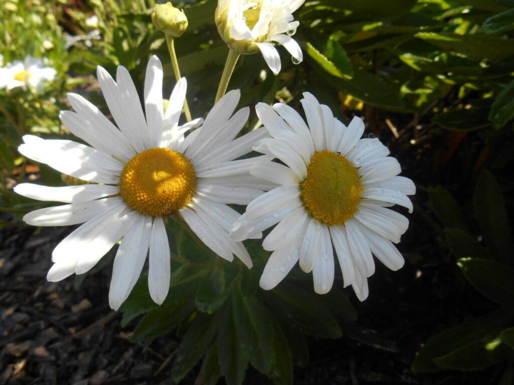 Nipponanthemum Nipponicum - View 14 from www redcrocus com