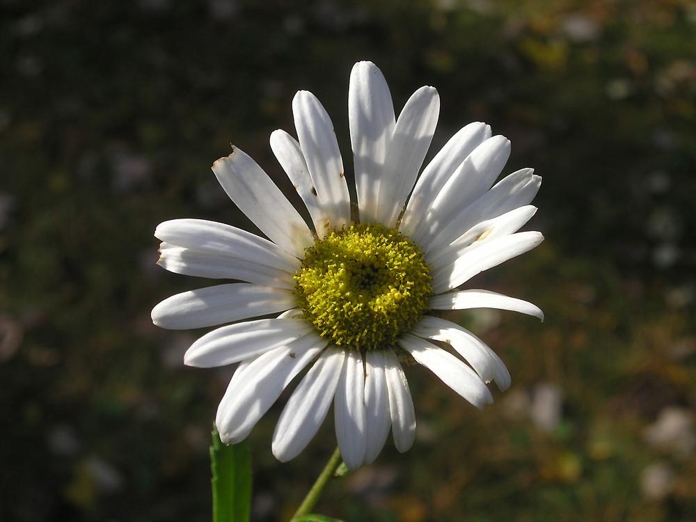 Nipponanthemum Nipponicum - View 15 from www redcrocus com