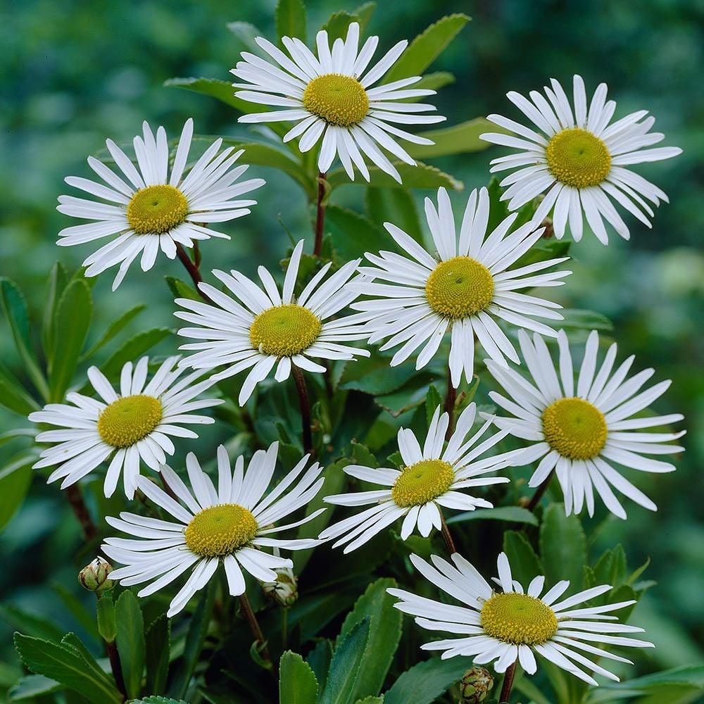 Nipponanthemum Nipponicum - View 2 from www redcrocus com