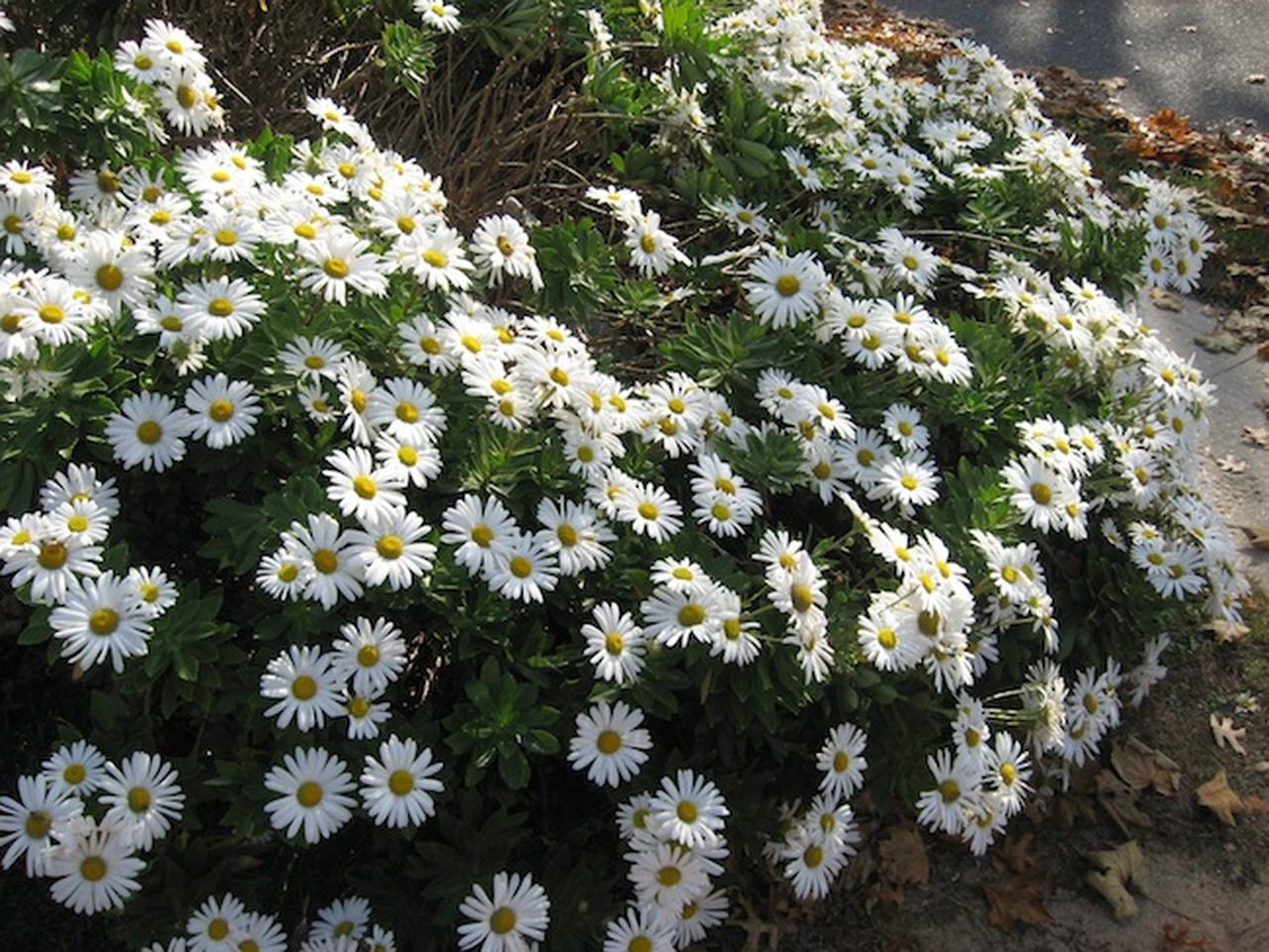 Nipponanthemum Nipponicum - View 3 from www redcrocus com