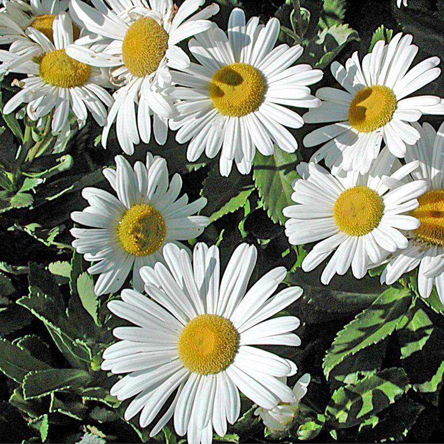 Nipponanthemum Nipponicum - View 4 from www redcrocus com
