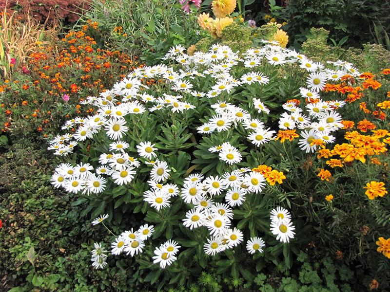 Nipponanthemum Nipponicum - View 5 from www redcrocus com