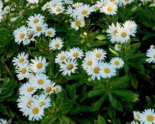 Nipponanthemum Nipponicum - View 6 from www redcrocus com