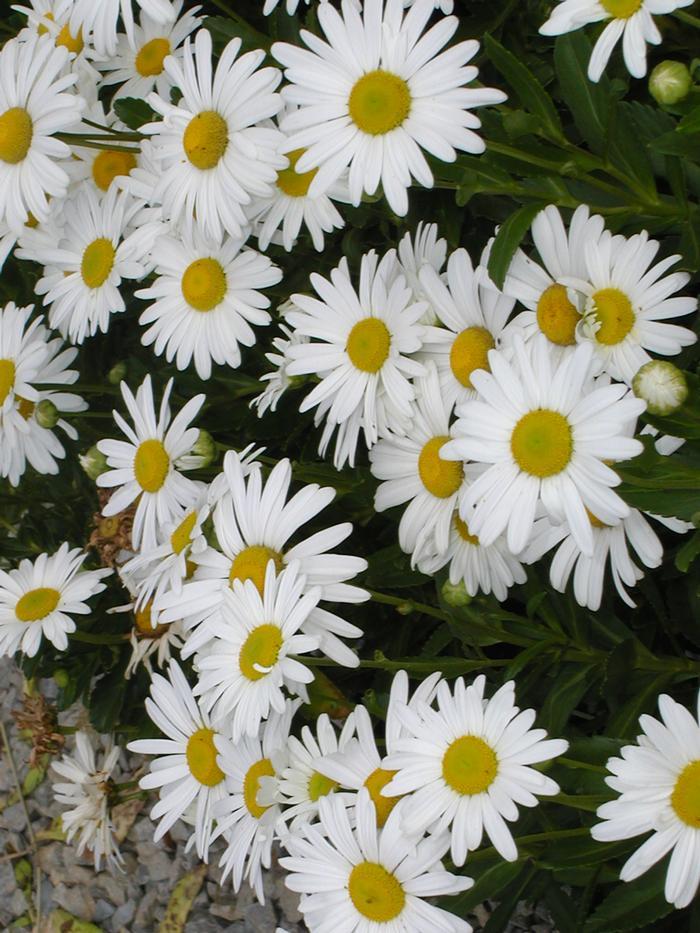 Nipponanthemum Nipponicum - View 7 from www redcrocus com