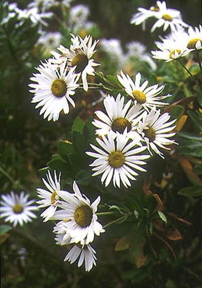 Nipponanthemum Nipponicum - View 8 from www redcrocus com
