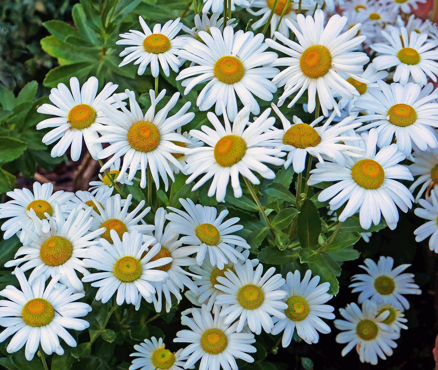 Nipponanthemum Nipponicum - View 9 from www redcrocus com