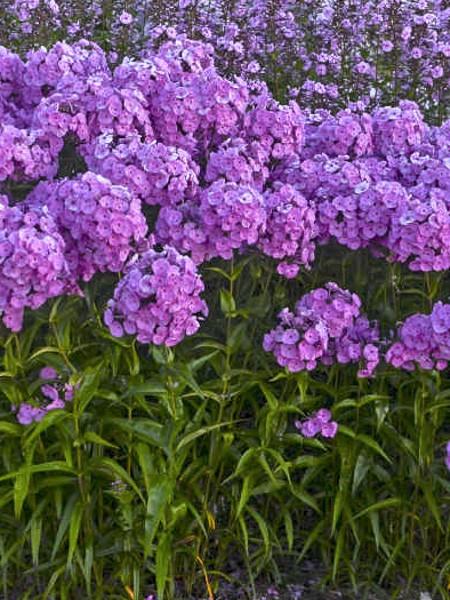 Phlox Paniculata Fashionably Early Flamingo - View 10 from www redcrocus com