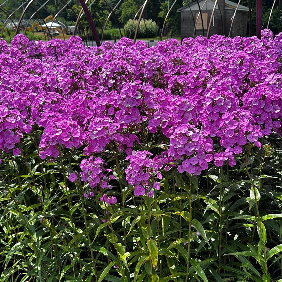 Phlox Paniculata Fashionably Early Flamingo - View 11 from www redcrocus com