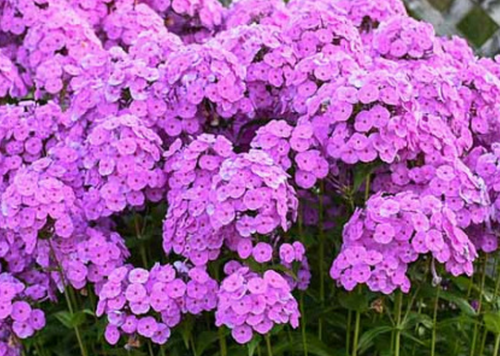Phlox Paniculata Fashionably Early Flamingo - View 12 from www redcrocus com