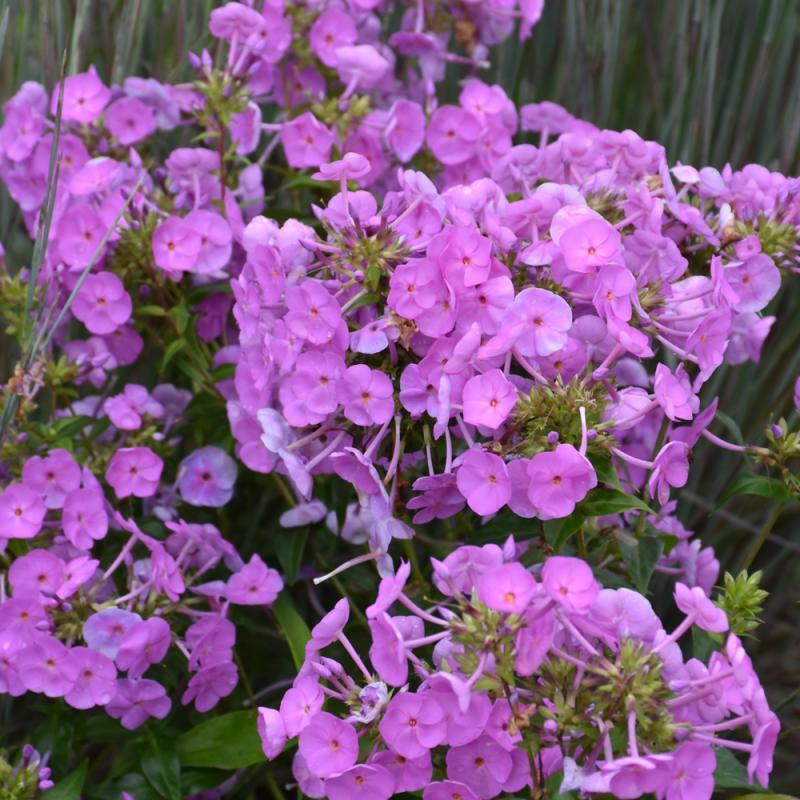 Phlox Paniculata Fashionably Early Flamingo - View 13 from www redcrocus com