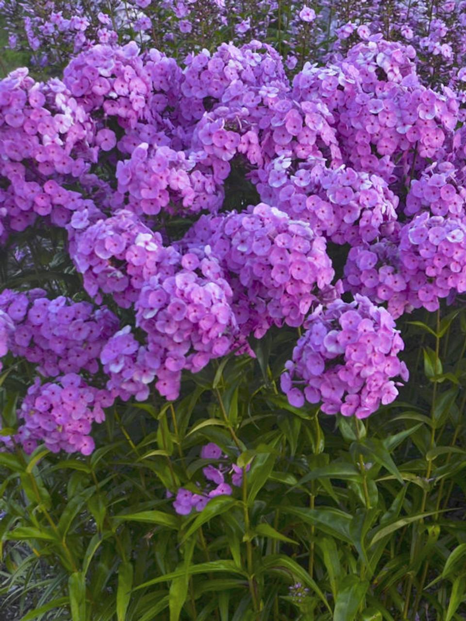 Phlox Paniculata Fashionably Early Flamingo - View 15 from www redcrocus com