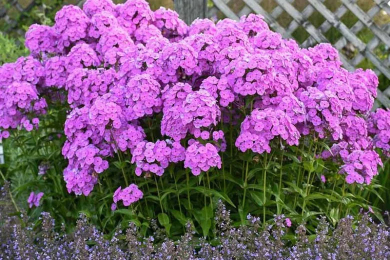 Phlox Paniculata Fashionably Early Flamingo - View 16 from www redcrocus com