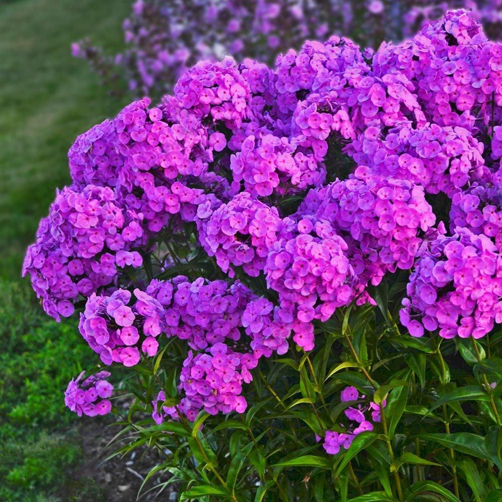Phlox Paniculata Fashionably Early Flamingo - View 2 from www redcrocus com