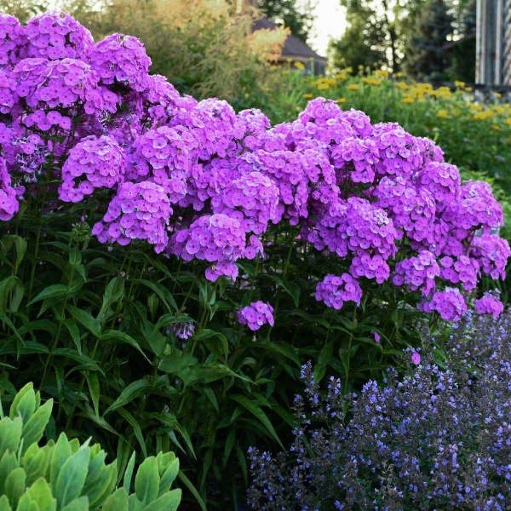 Phlox Paniculata Fashionably Early Flamingo - View 3 from www redcrocus com