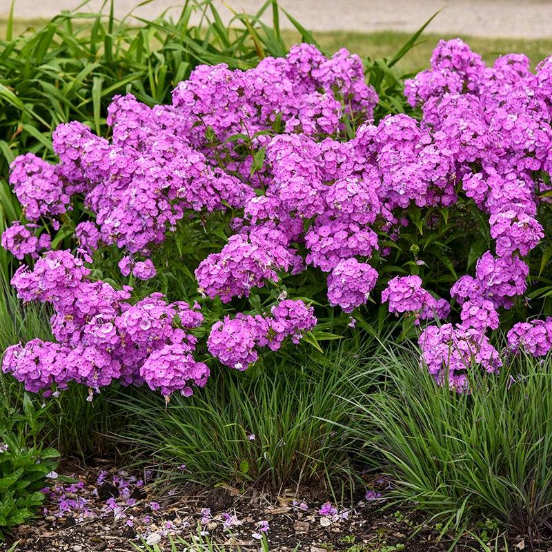 Phlox Paniculata Fashionably Early Flamingo - View 4 from www redcrocus com
