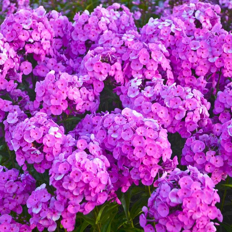 Phlox Paniculata Fashionably Early Flamingo - View 5 from www redcrocus com