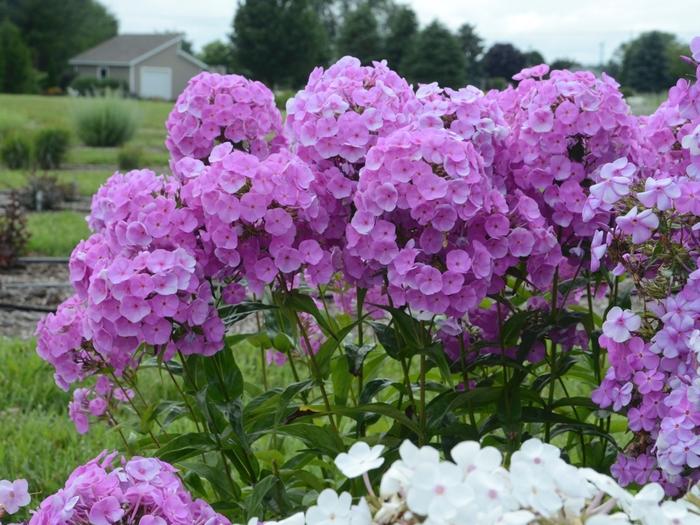 Phlox Paniculata Fashionably Early Flamingo - View 7 from www redcrocus com