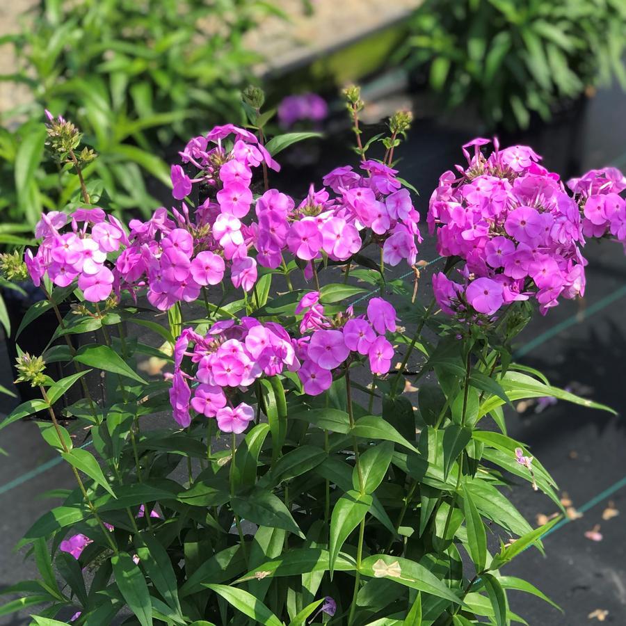 Phlox Paniculata Fashionably Early Flamingo - View 8 from www redcrocus com