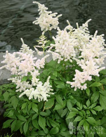 Astilbe X Arendsii Bridal Veil - View 11 from www redcrocus com
