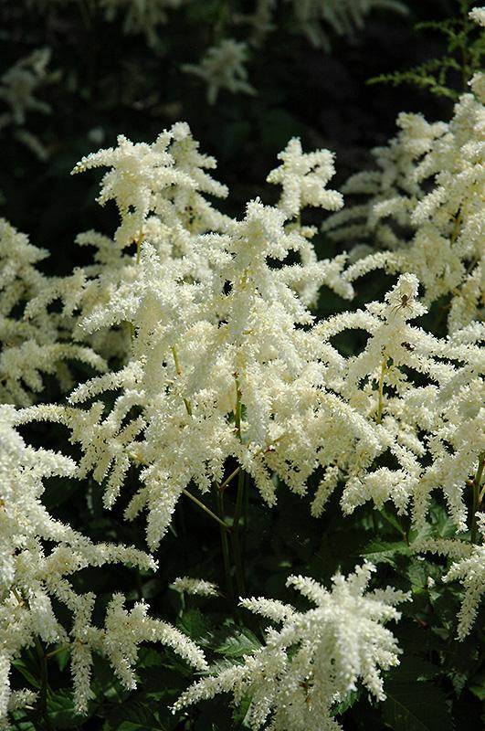 Astilbe X Arendsii Bridal Veil - View 13 from www redcrocus com
