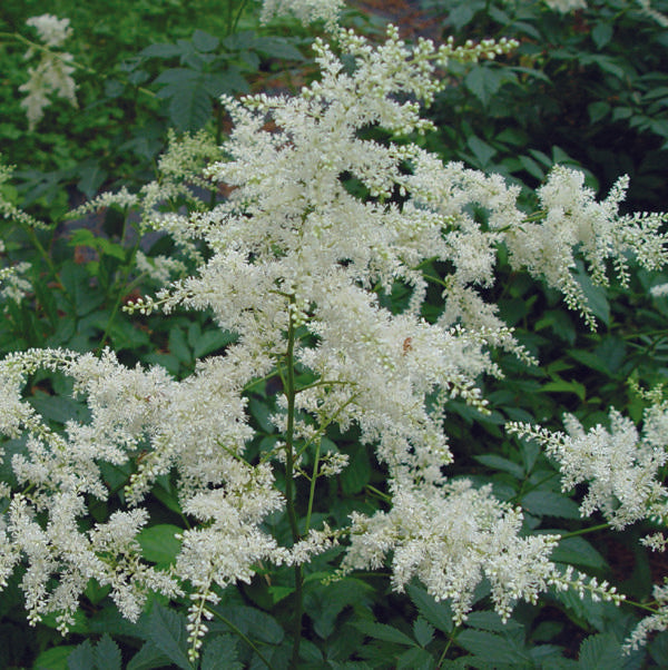 Astilbe X Arendsii Bridal Veil - View 15 from www redcrocus com