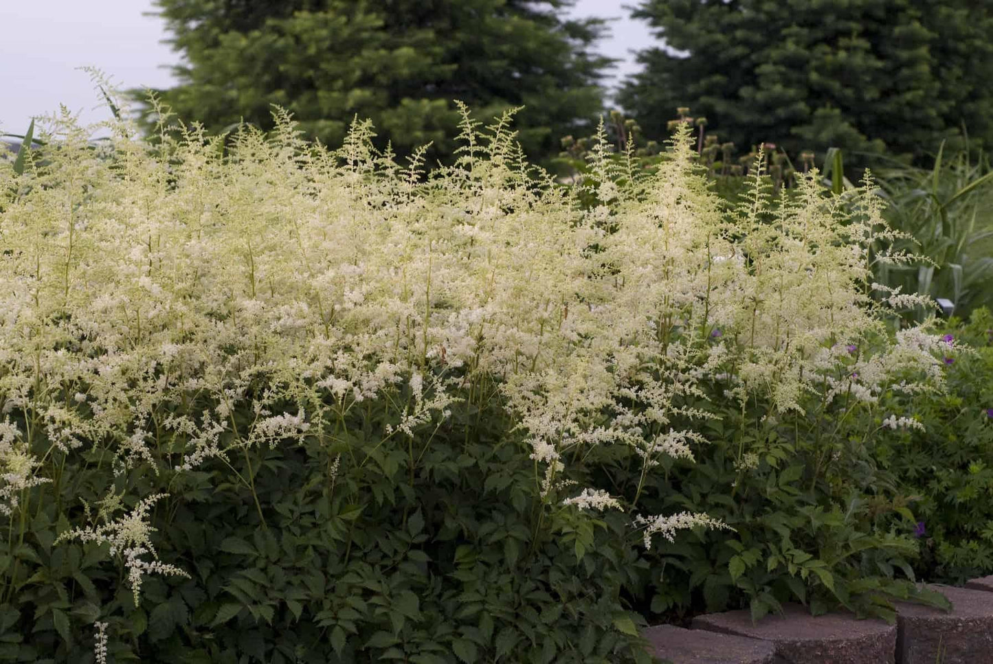 Astilbe X Arendsii Bridal Veil - View 16 from www redcrocus com