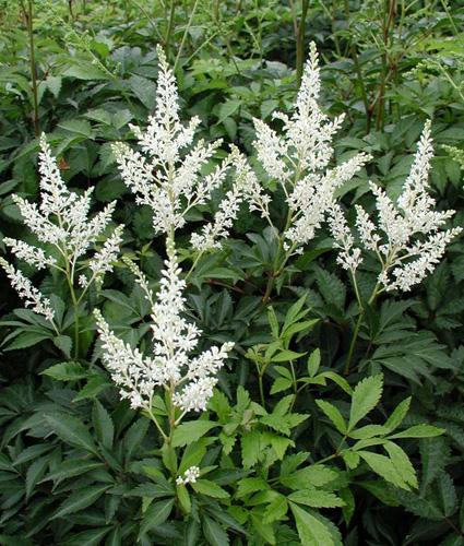 Astilbe X Arendsii Bridal Veil - View 17 from www redcrocus com