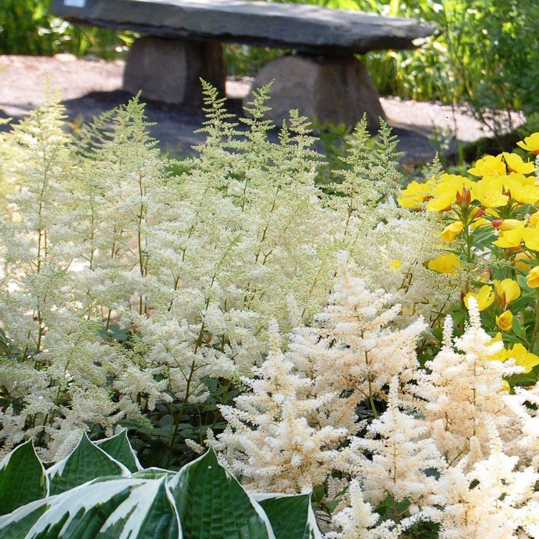 Astilbe X Arendsii Bridal Veil - View 19 from www redcrocus com