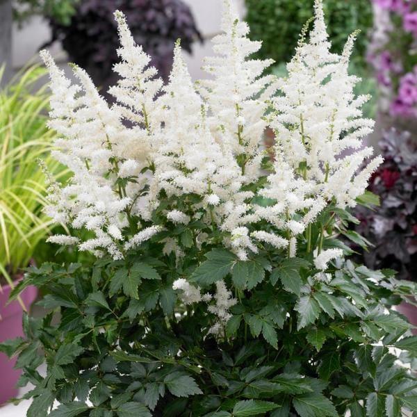 Astilbe X Arendsii Bridal Veil - View 3 from www redcrocus com