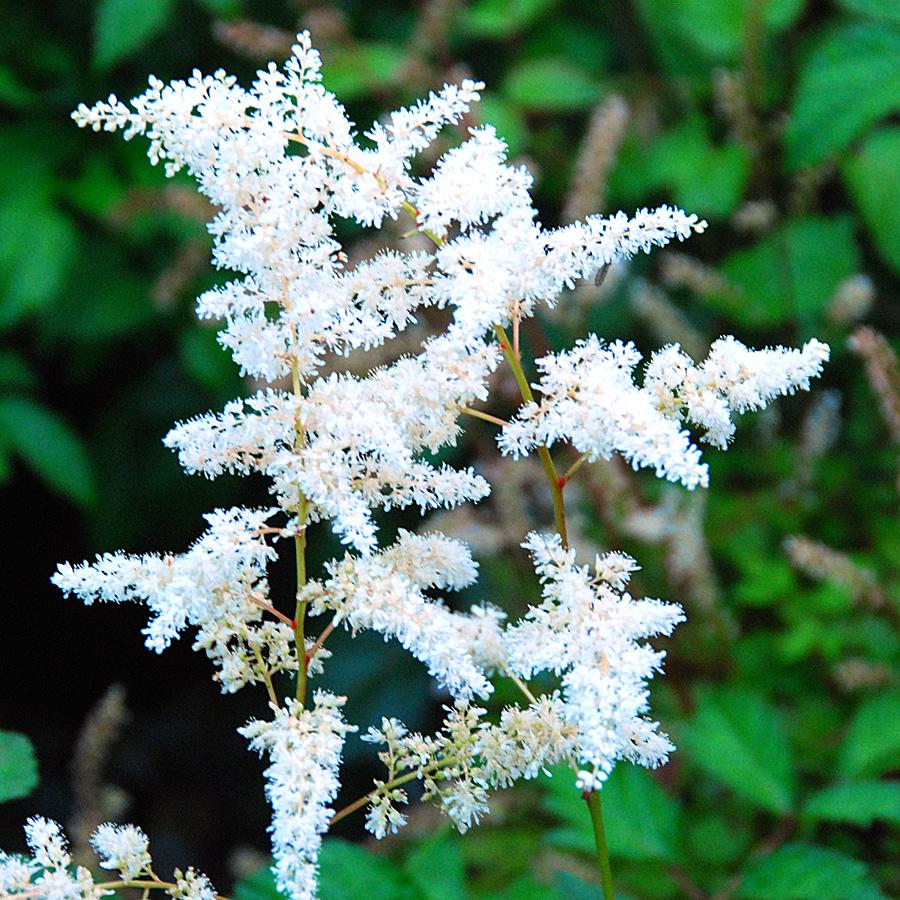 Astilbe X Arendsii Bridal Veil - View 4 from www redcrocus com